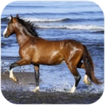 amazing horses android application logo